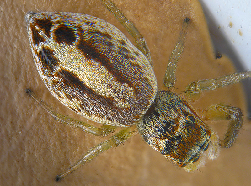 Icius sp. - Arcisate (VA)